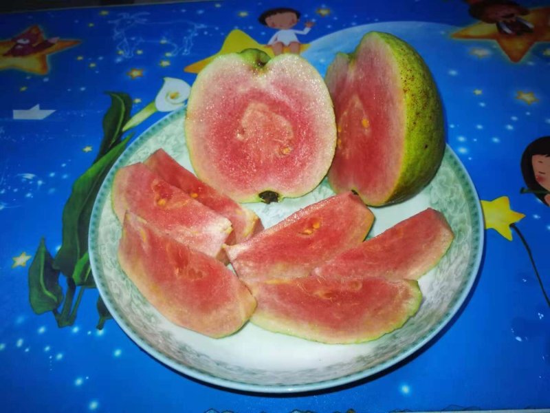 红宝石芭乐苗少籽红宝石番石榴苗