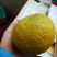 【有好货】优质嫁接的青柑橘苗品种纯真假一赔十