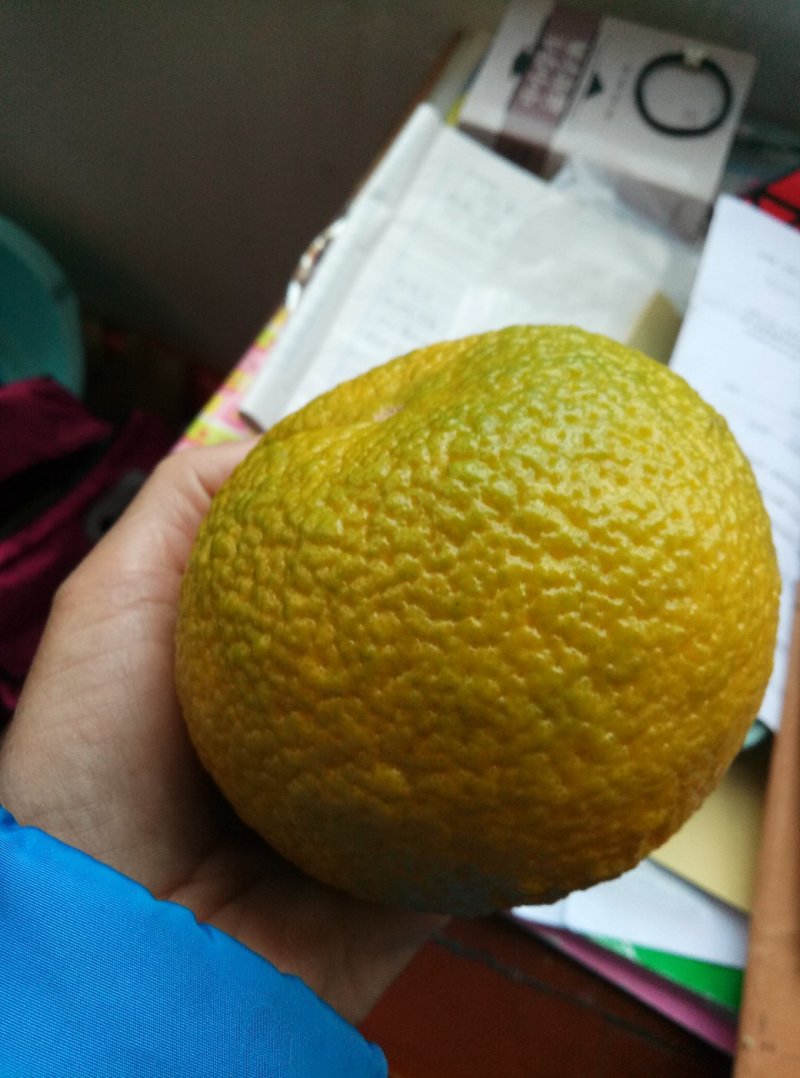【有好货】优质嫁接的青柑橘苗品种纯真假一赔十