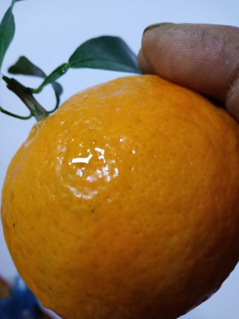 牛优质沃柑苗沃柑苗柑橘苗当年结果基地直发包技术包邮