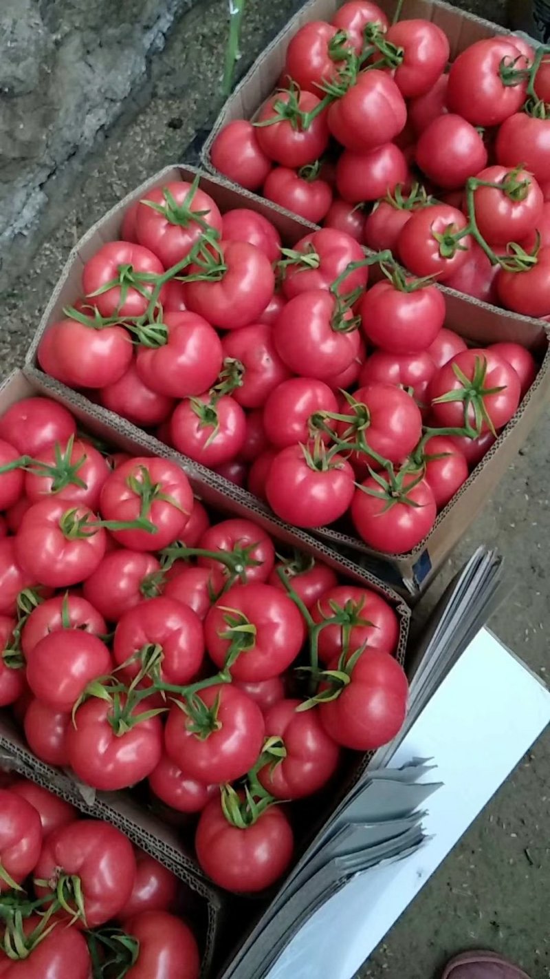 【西红柿】精品硬粉西红柿大量供应质量好价格优惠