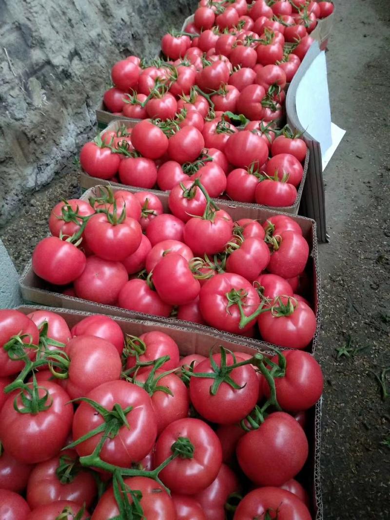 【西红柿】精品硬粉西红柿大量供应质量好价格优惠