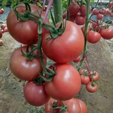 硬粉番茄苗高产抗病型商品性好提供技术支持