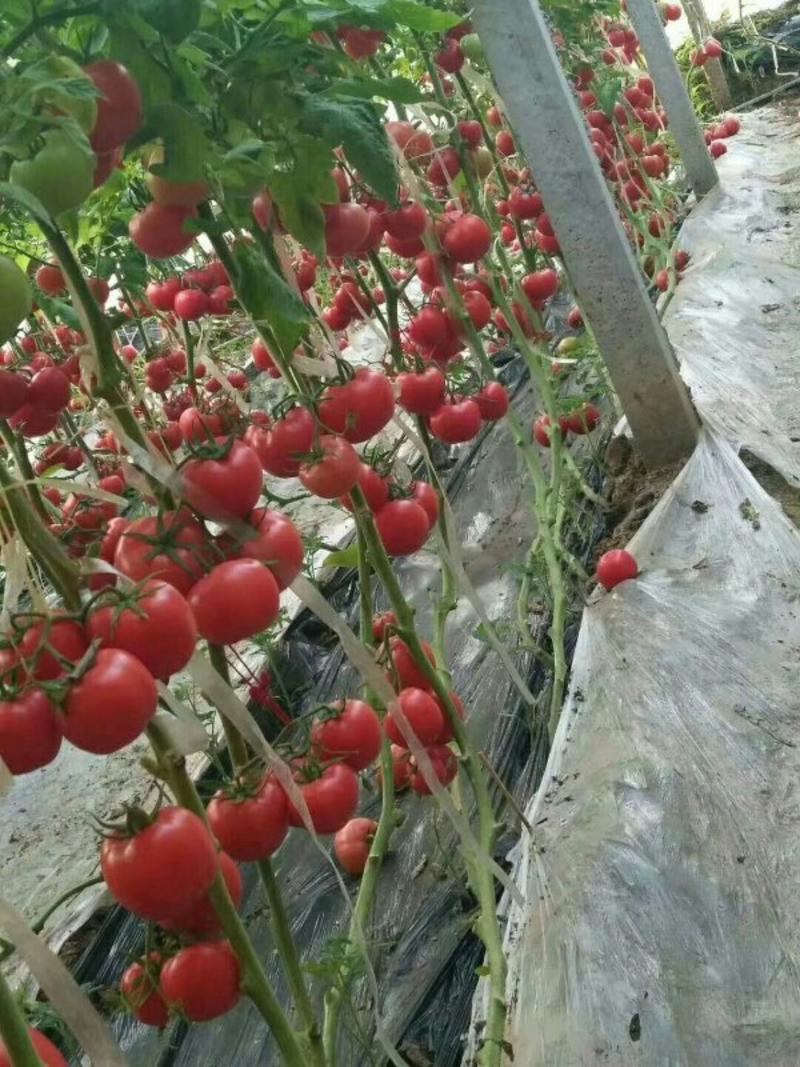 硬粉番茄苗高产抗病型商品性好提供技术支持