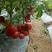 番茄苗，移栽一次苗，成活率高繁苗快硬粉果