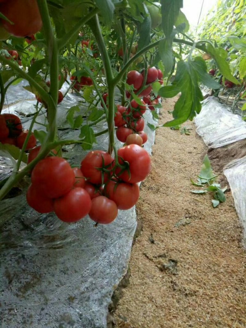 硬粉番茄苗高产抗病型商品性好提供技术支持