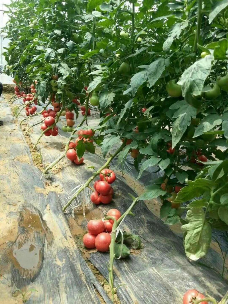 硬粉番茄苗高产抗病型商品性好提供技术支持
