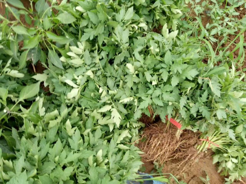 硬粉番茄苗高产抗病型商品性好提供技术支持