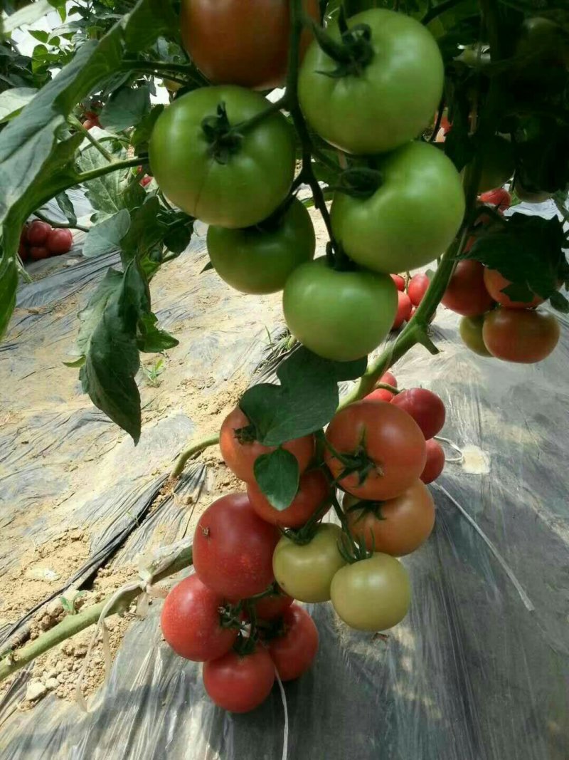 硬粉番茄苗高产抗病型商品性好提供技术支持