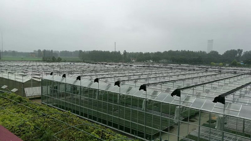 硬粉番茄苗高产抗病型商品性好提供技术支持