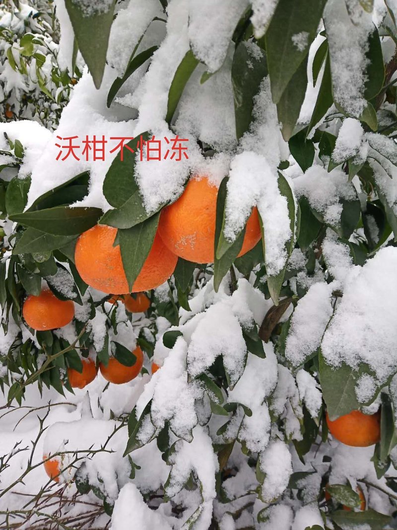 牛优质沃柑苗沃柑苗柑橘苗当年结果基地直发包技术包邮