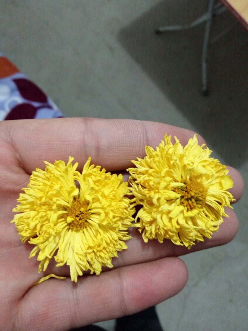 菊花