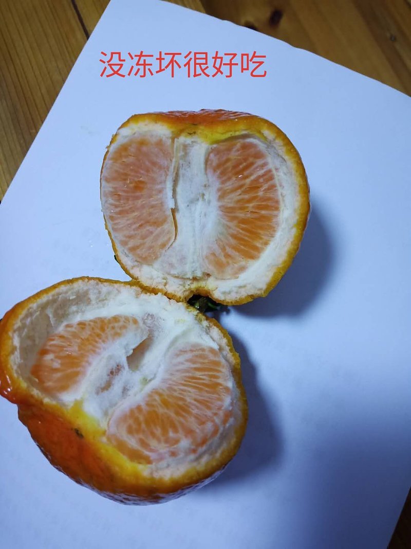 牛优质沃柑苗沃柑苗柑橘苗当年结果基地直发包技术包邮
