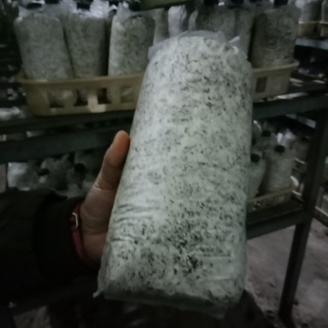 灵芝菌包菌种支持预订