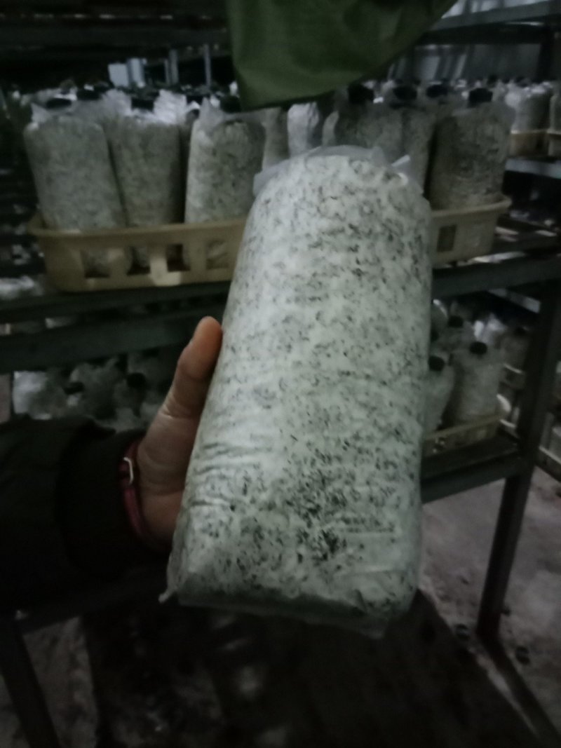 灵芝菌包菌种支持预订