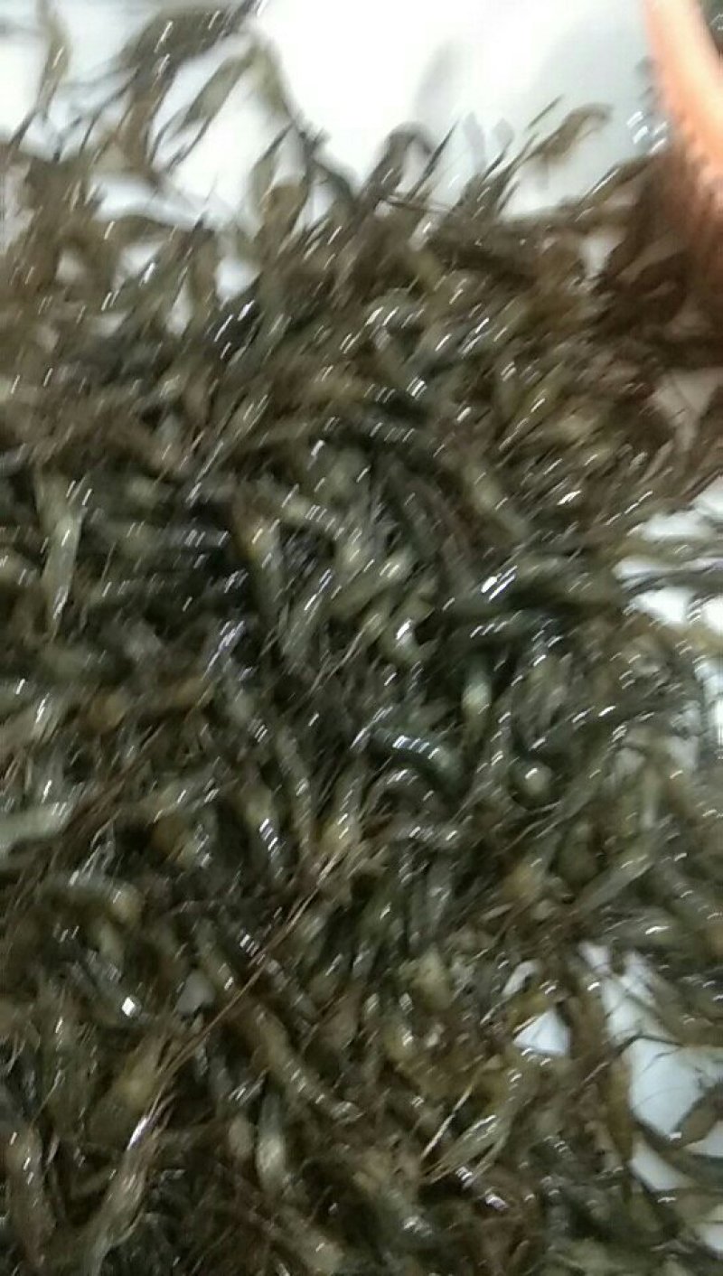 螃蟹苗青虾苗