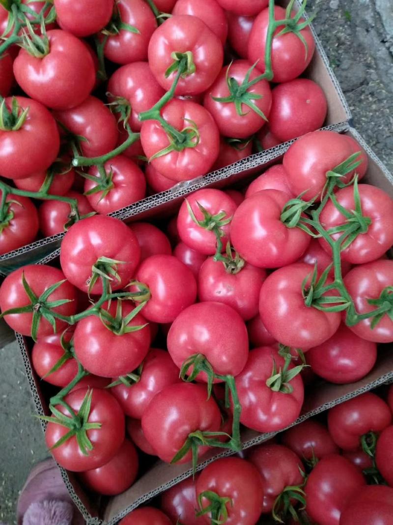 精品西红柿大量供应精品串果颜色好口感好质量好
