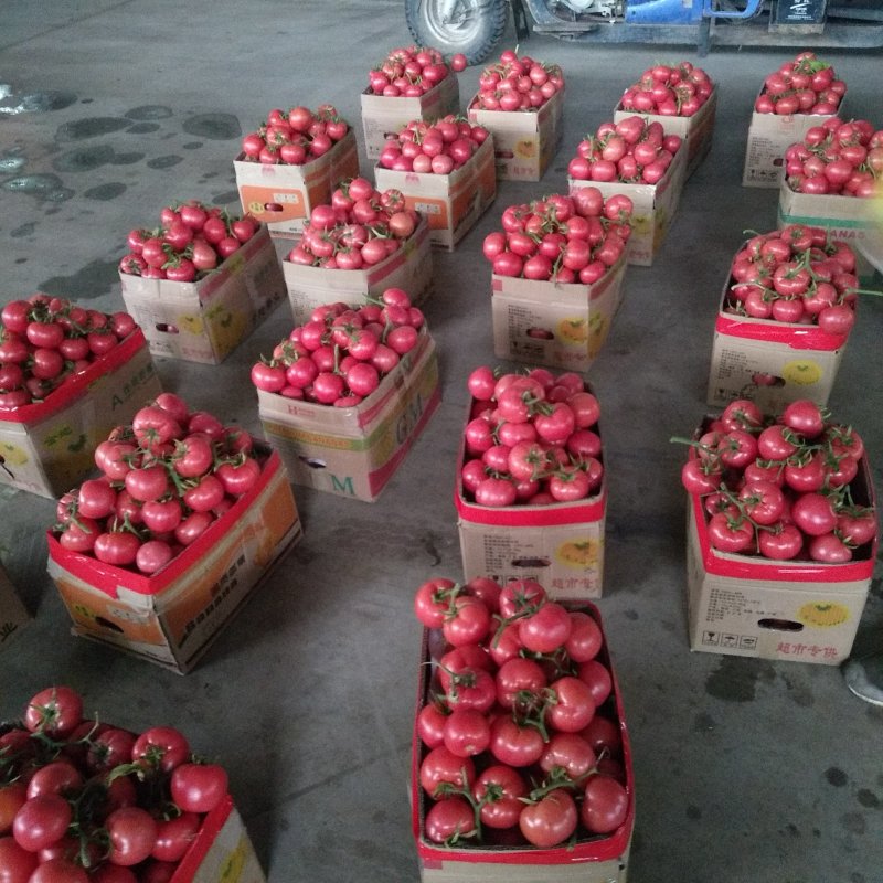 精品西红柿大量供应精品串果颜色好口感好质量好
