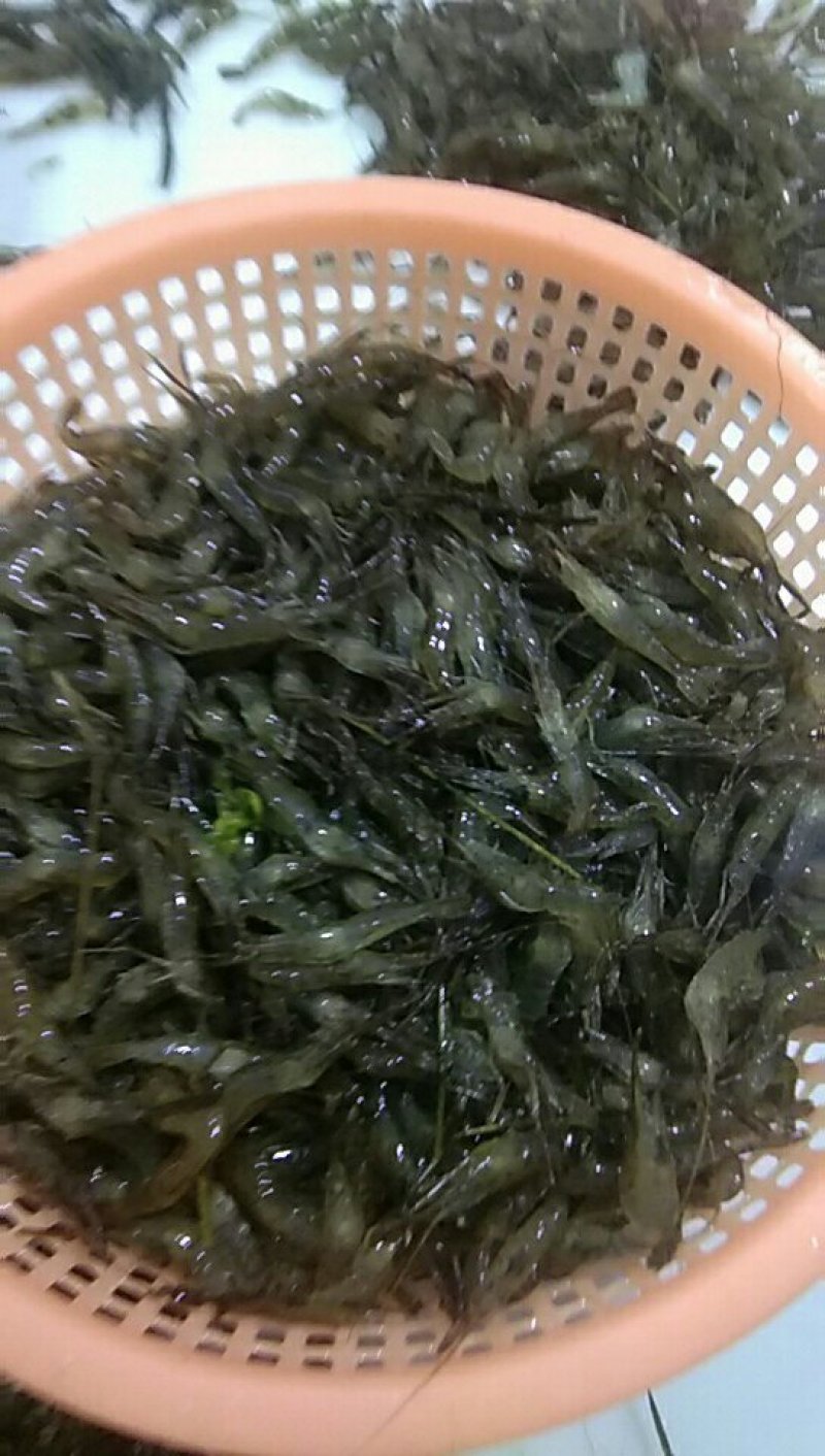 水产
