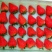 丹东九九草莓🍓产地直销，包邮全国，一件代发，急招代理