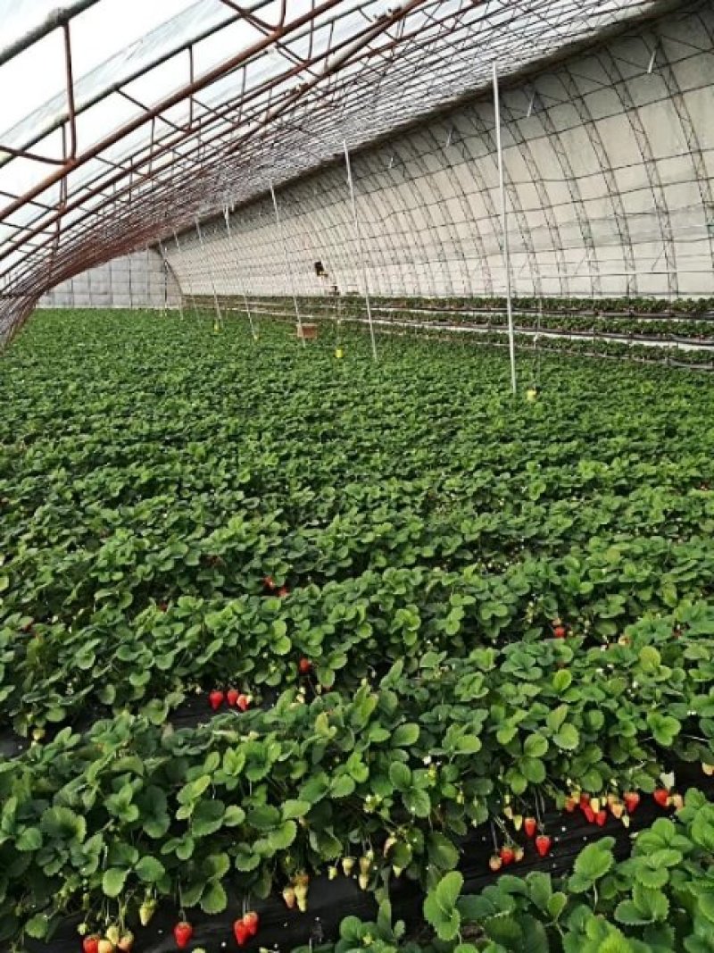 丹东九九草莓🍓产地直销，包邮全国，一件代发，急招代理