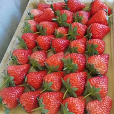丹东九九草莓🍓又大又甜