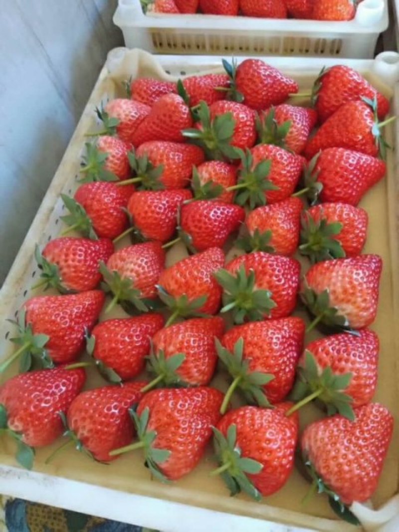 丹东九九草莓🍓又大又甜