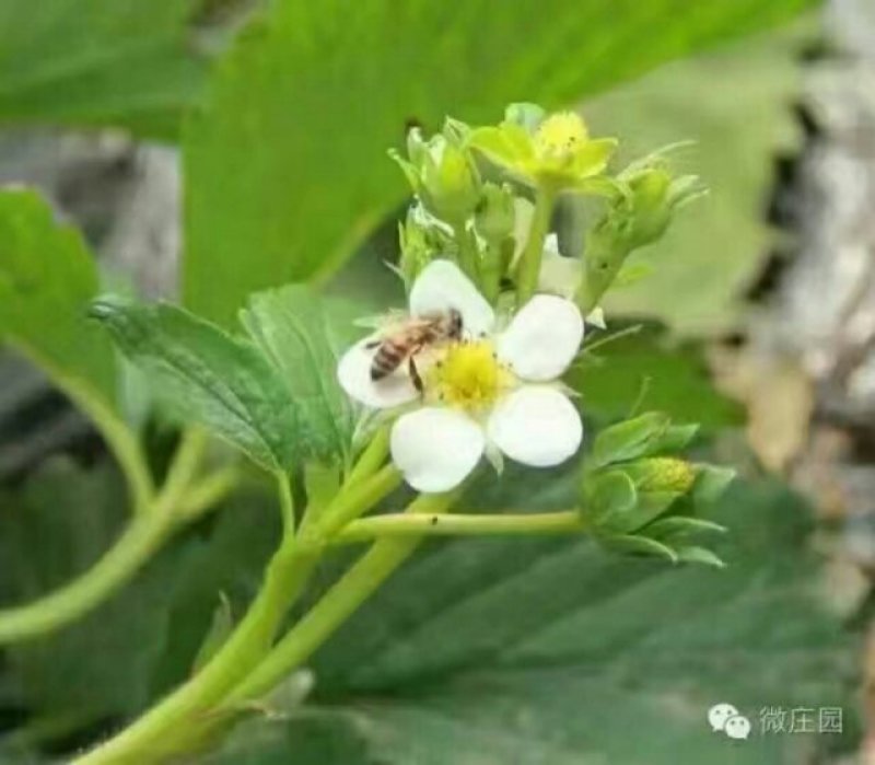 丹东九九草莓🍓又大又甜