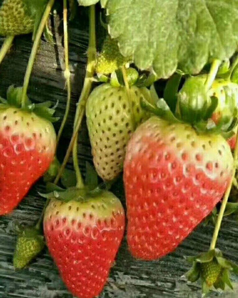 闻集镇奶油草莓天仙醉