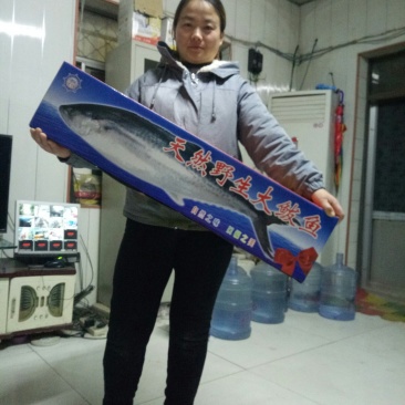 黄金鲅