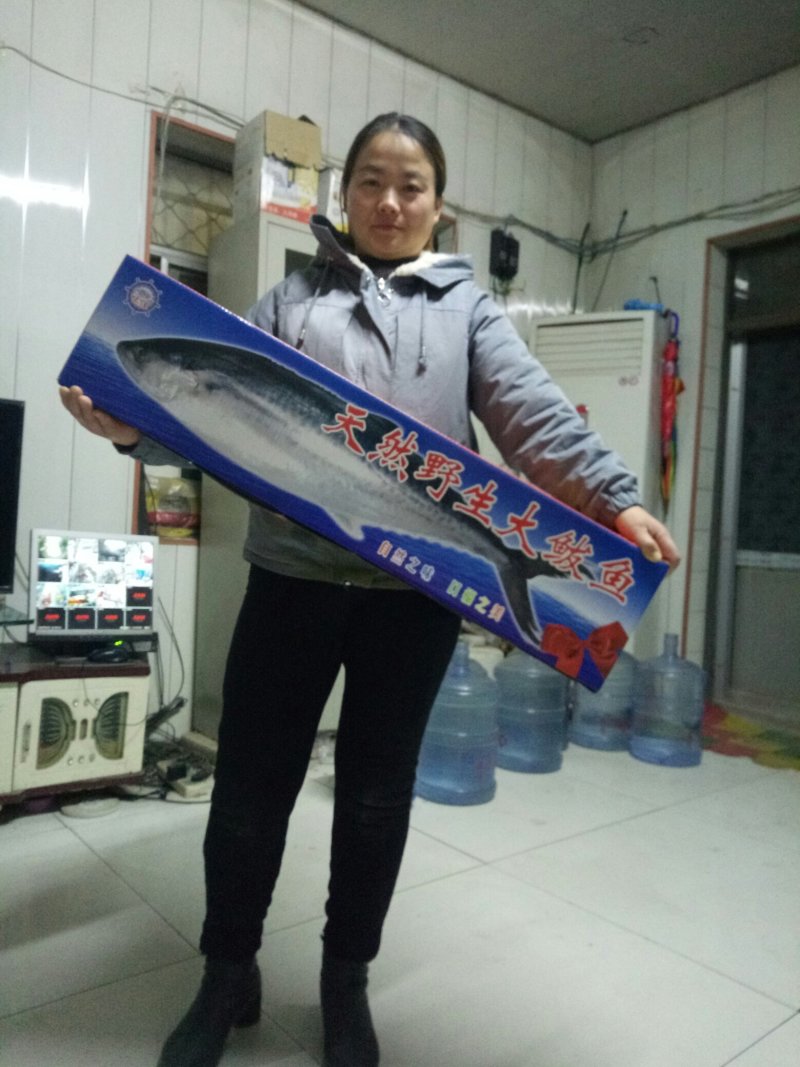 黄金鲅