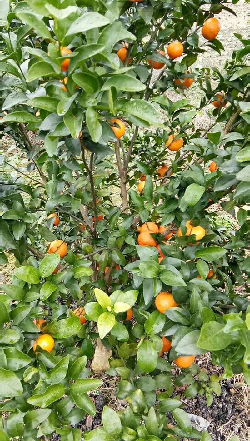 沙糖桔