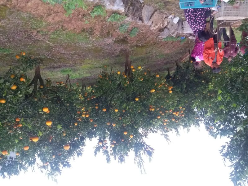 正宗长阳清江椪柑产业基地