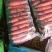 南阳精品中条萝卜2---6两大量上市需要了联系