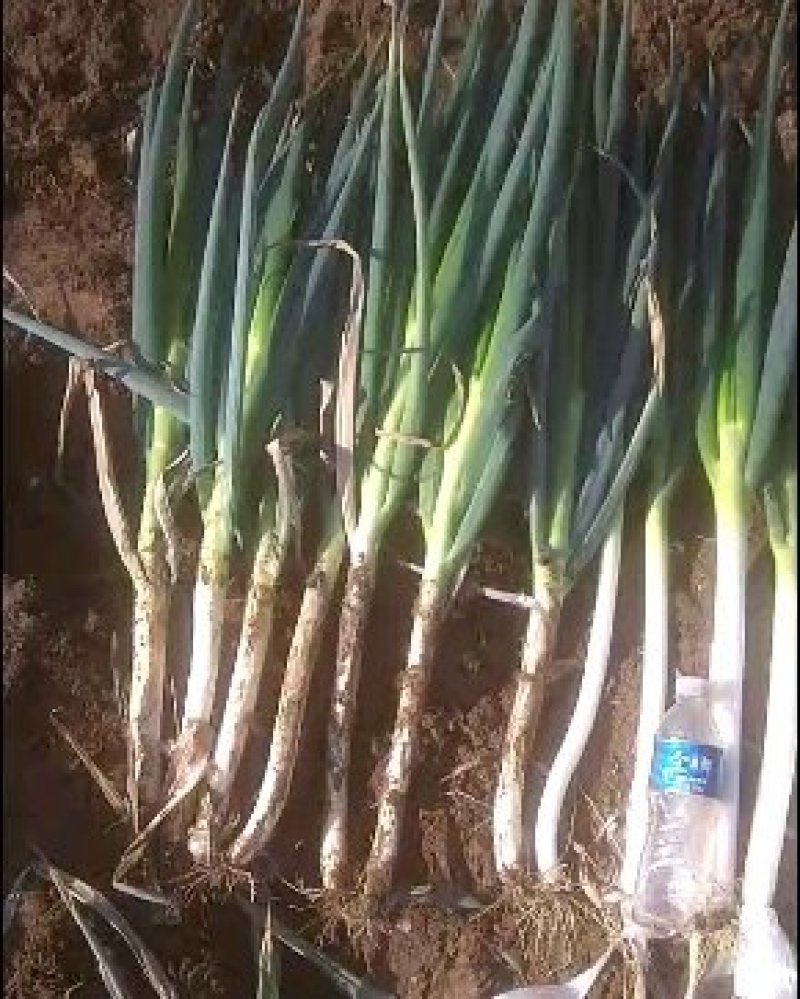 江苏启东大葱种植基地直销，刚葱基地，，，