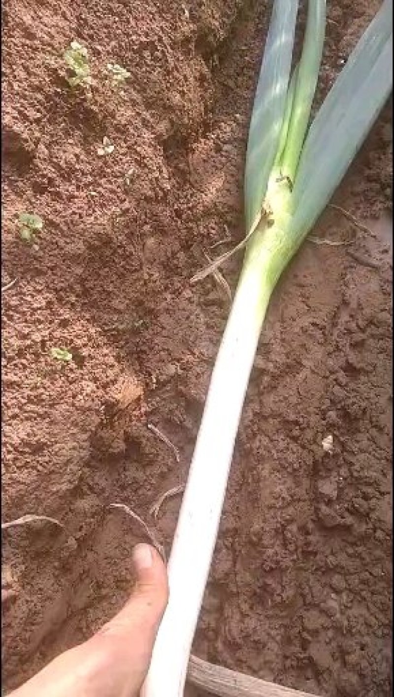 江苏启东大葱种植基地直销，刚葱基地，，，