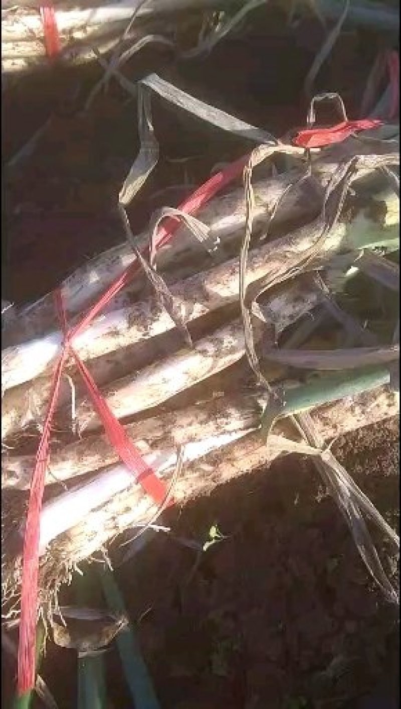 江苏启东大葱种植基地直销，刚葱基地，，，