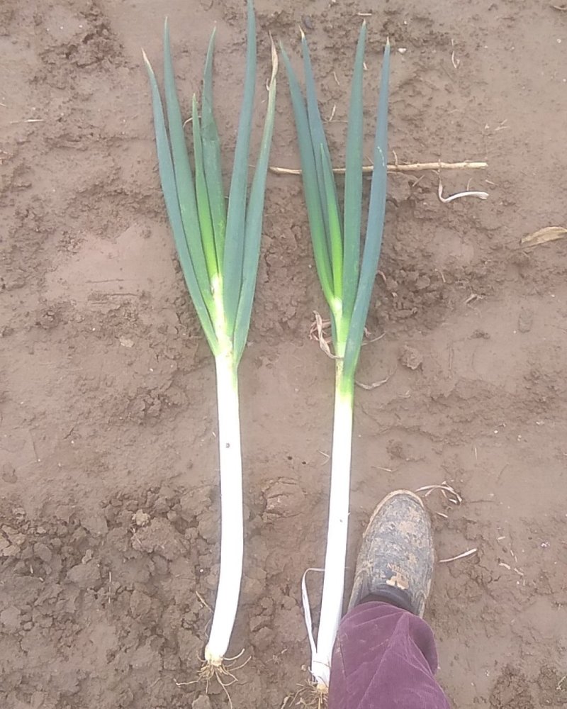 江苏启东大葱种植基地直销，刚葱基地，，，
