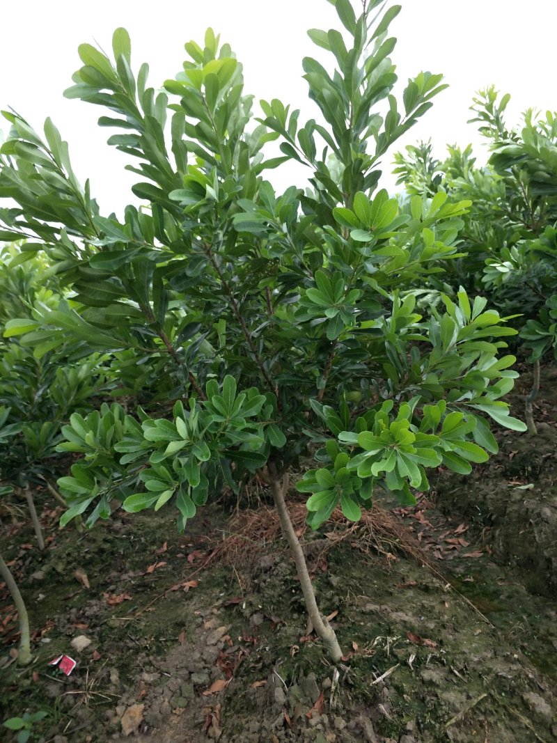 杨梅树台梅王子安海早熟大果含糖量高提供技术支持放心苗