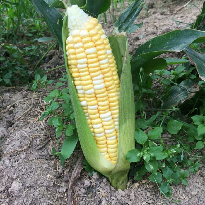 新鲜水果玉米，9斤装