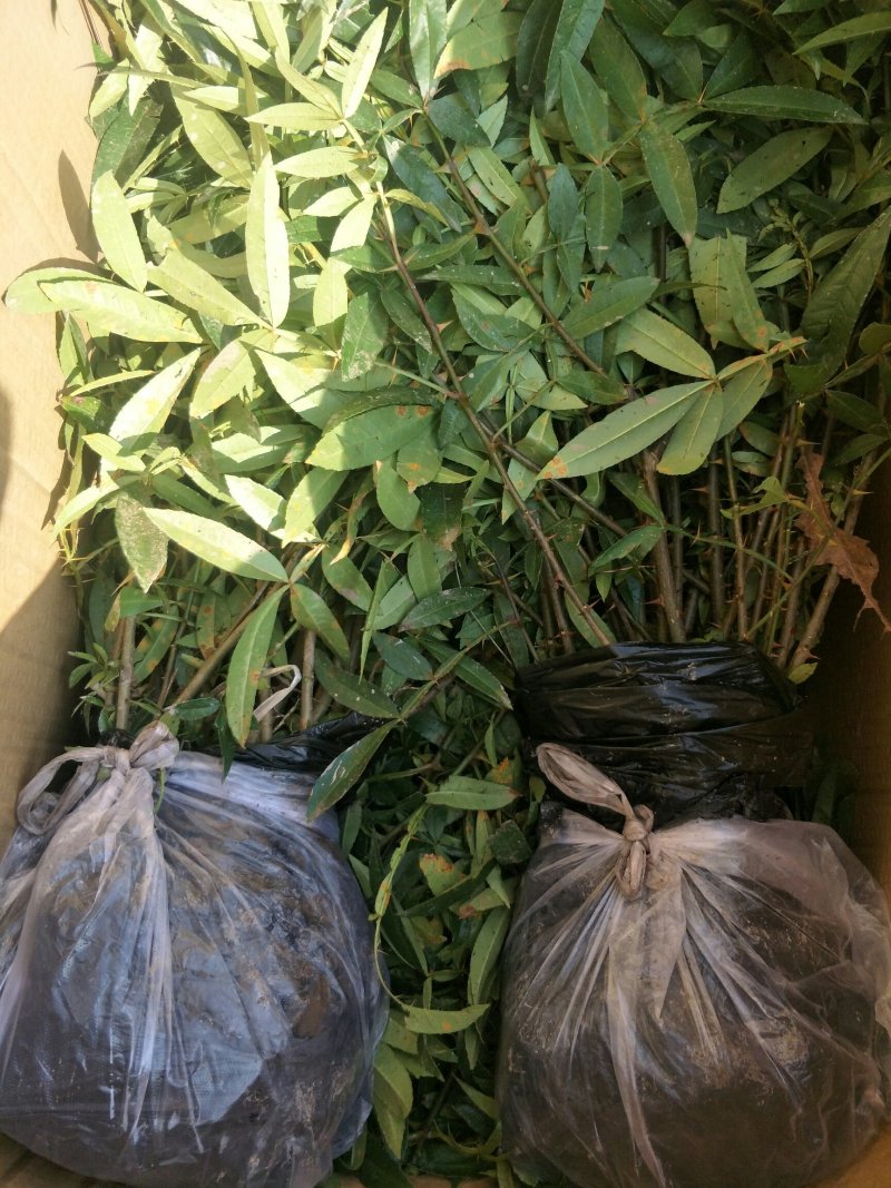 九叶青花椒苗抗病虫强寿命长，产量高。