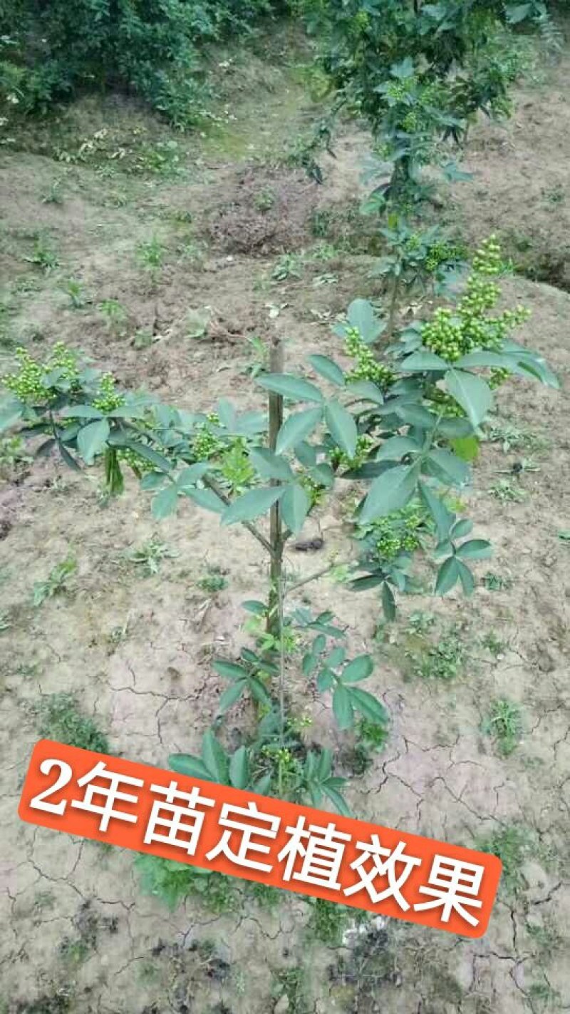 九叶青花椒苗抗病虫强寿命长，产量高。