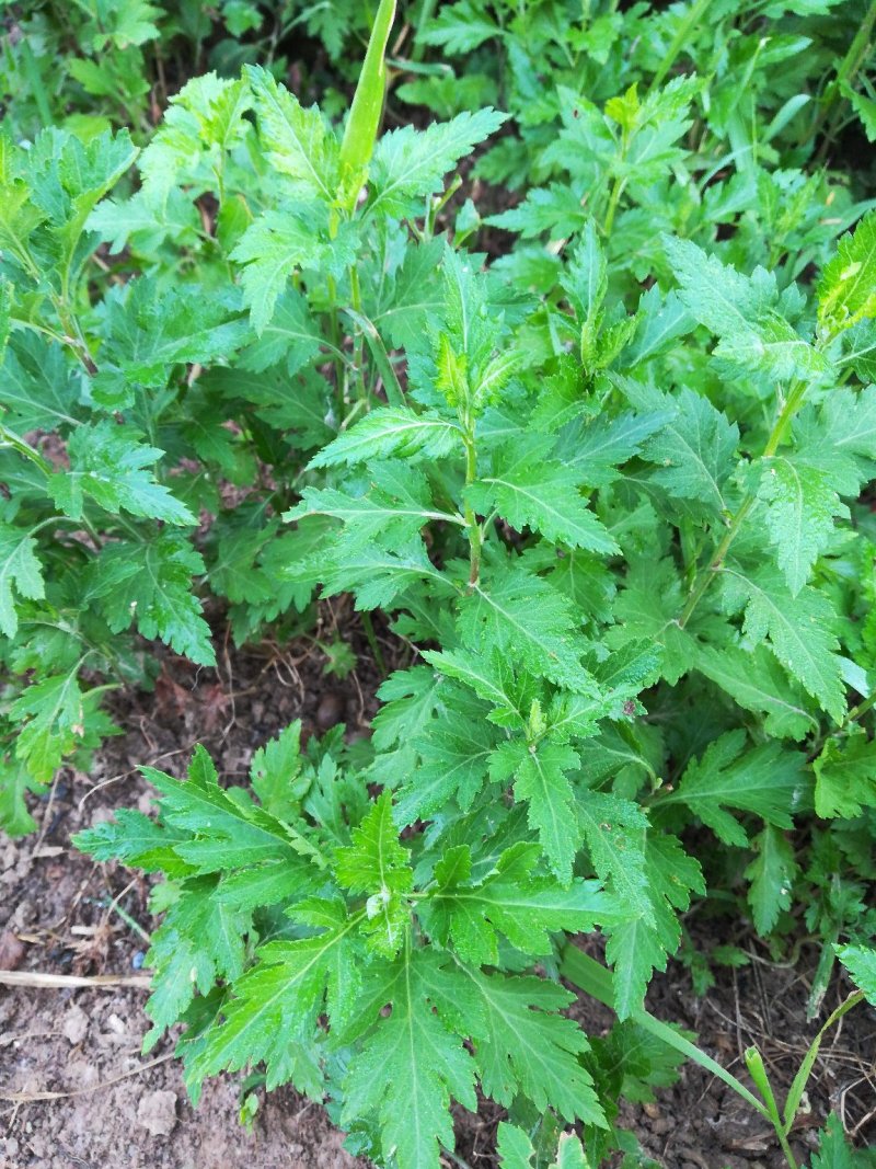 多年生蔬菜种苗～基地直接发货菊花脑种苗