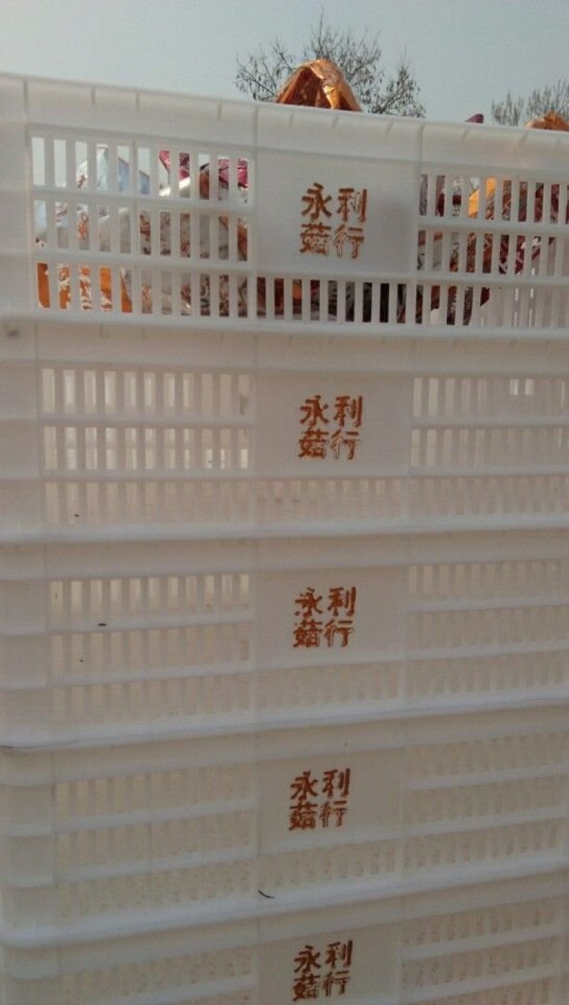 塑料框葡萄桃平菇用框