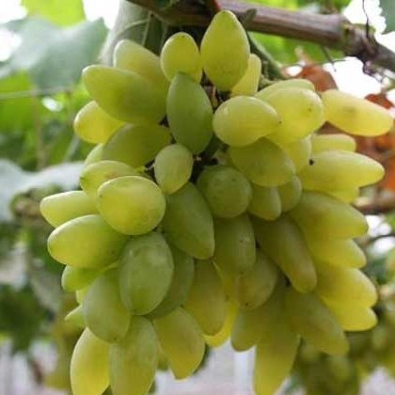 葡萄树苗金手指，基地直销，品种保证，当年挂果