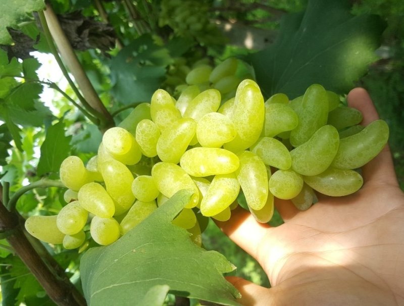 葡萄树苗金手指，基地直销，品种保证，当年挂果