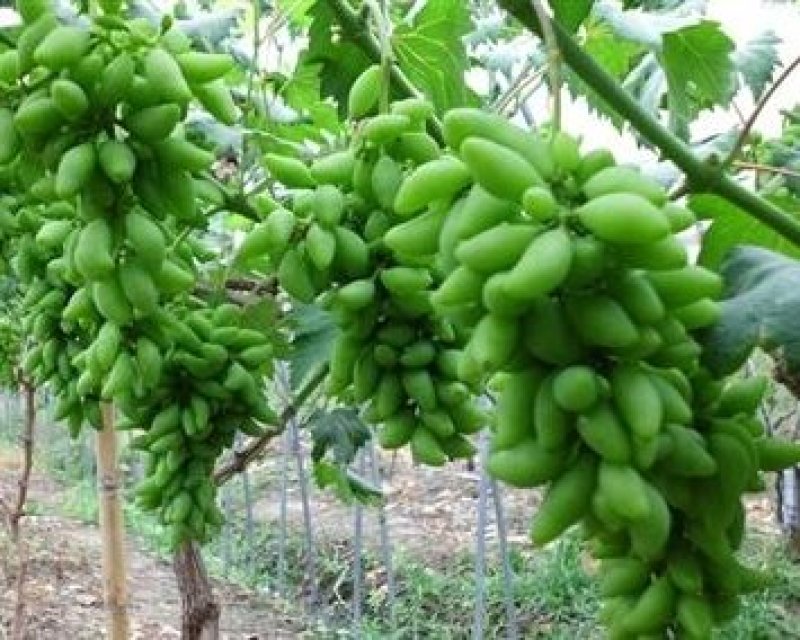 葡萄树苗金手指，基地直销，品种保证，当年挂果