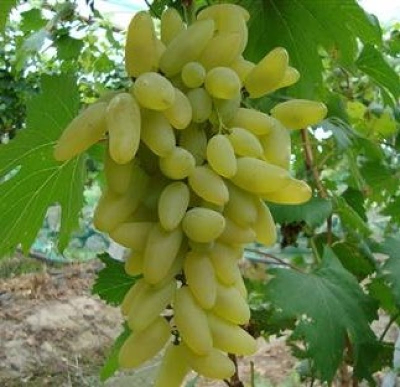 葡萄树苗金手指，基地直销，品种保证，当年挂果