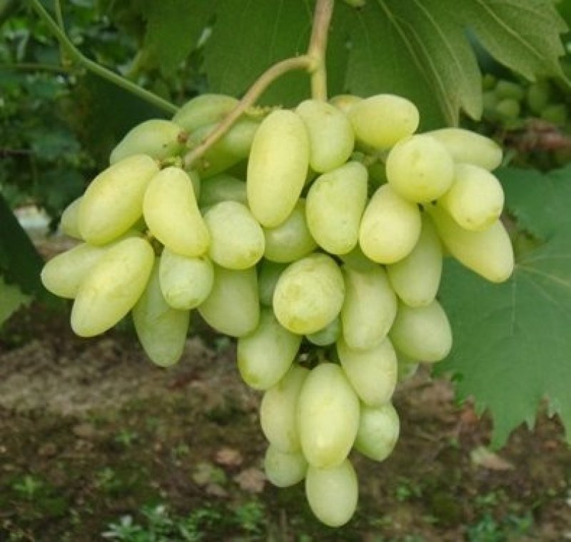 葡萄树苗金手指，基地直销，品种保证，当年挂果