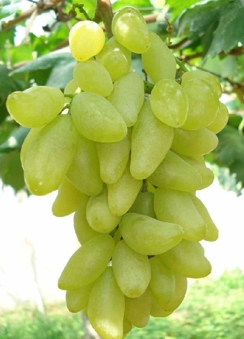 葡萄树苗金手指，基地直销，品种保证，当年挂果